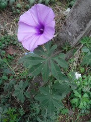Ipomoea cairica
