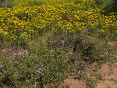 Hermannia heterophylla