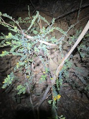 Pultenaea euchila