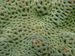 Anthozoa