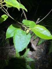 Commersonia bartramia