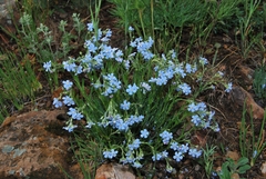 Eritrichium pauciflorum