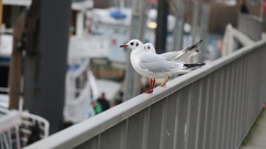 Chroicocephalus ridibundus