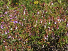Hermannia heterophylla