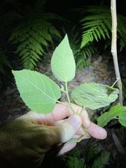 Commersonia bartramia