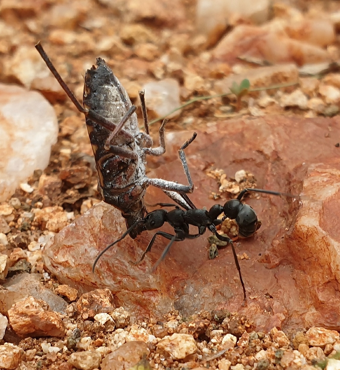Platythyrea