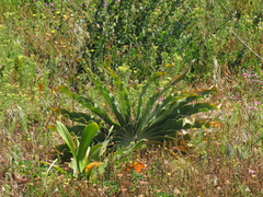 Boophone haemanthoides