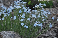 Eritrichium pauciflorum