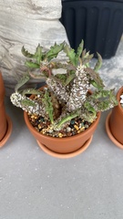 Euphorbia decaryi