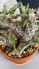 Euphorbia decaryi
