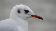 Chroicocephalus ridibundus