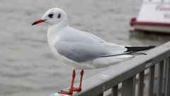 Chroicocephalus ridibundus