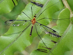 Aurotipula clara