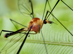 Aurotipula clara