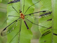 Aurotipula clara
