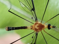 Aurotipula clara