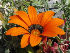 Gazania pectinata
