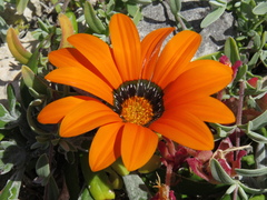 Gazania pectinata