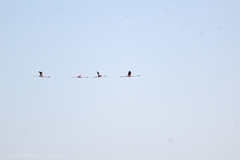 Phoenicopterus roseus