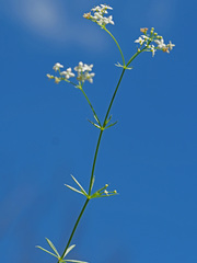 Galium pumilum