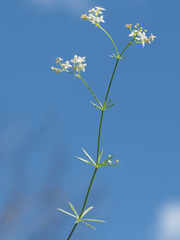 Galium pumilum