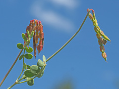 Coronilla vaginalis