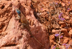 Agama bibronii