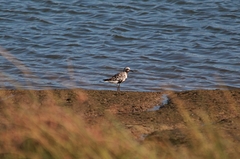 Pluvialis squatarola