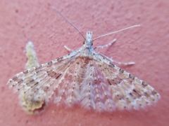 Alucita hexadactyla