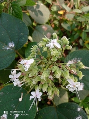 Clerodendrum infortunatum
