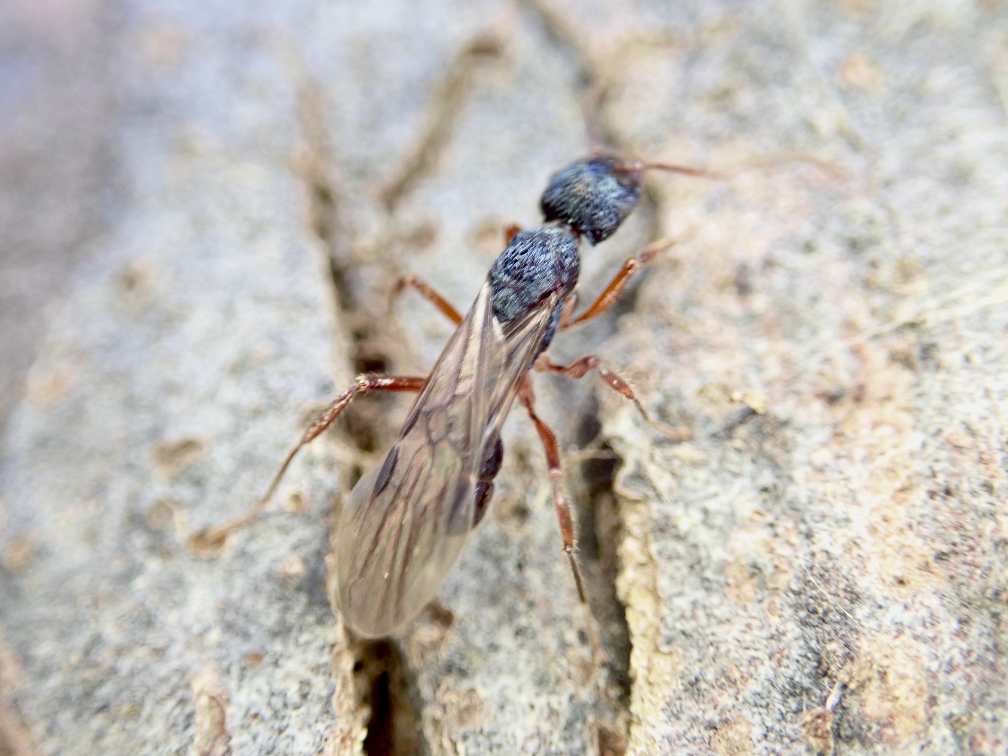 Rhytidoponera chalybaea