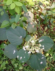 Clerodendrum infortunatum