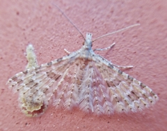 Alucita hexadactyla