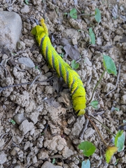 Acherontia