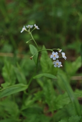 Myosotis cespitosa