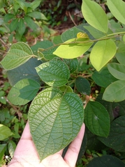 Clerodendrum infortunatum