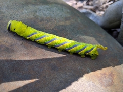 Acherontia