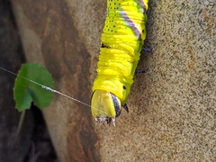 Acherontia