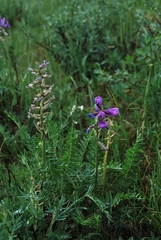 Oxytropis ambigua