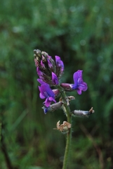 Oxytropis ambigua
