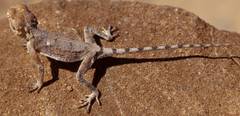 Agama anchietae