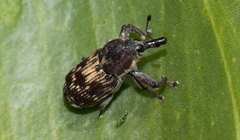 Mesoptiliinae