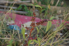 Corchorus capsularis