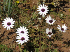 Dimorphotheca pluvialis