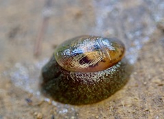 Schizoglossa
