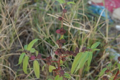 Corchorus capsularis