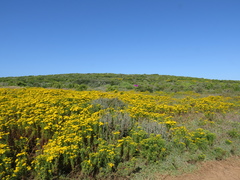 Lampranthus vernalis