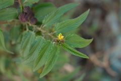 Corchorus capsularis