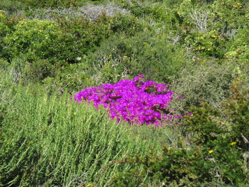 Image of Lampranthus vernalis by (c) Jeremy Gilmore, some rights reserved (CC BY)