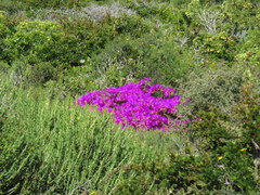 Lampranthus vernalis